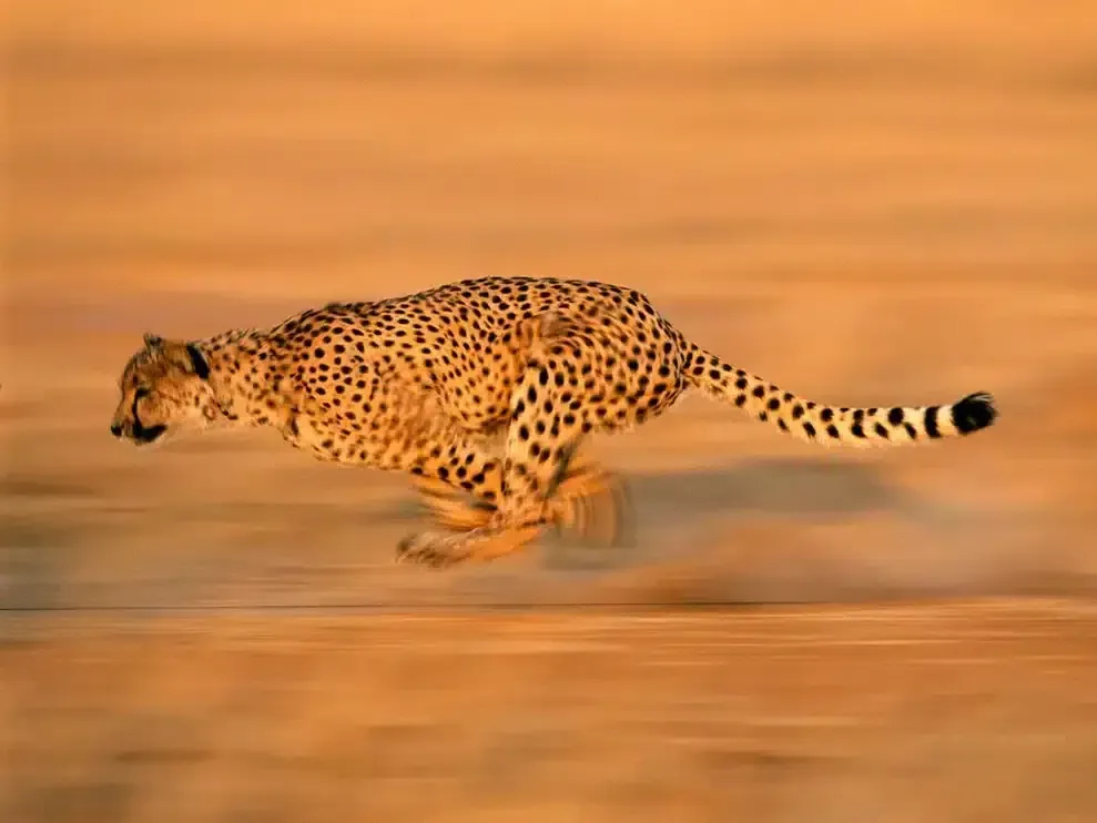 Cheetah sprinting across the savannah showcases its incredible speed and agility.
