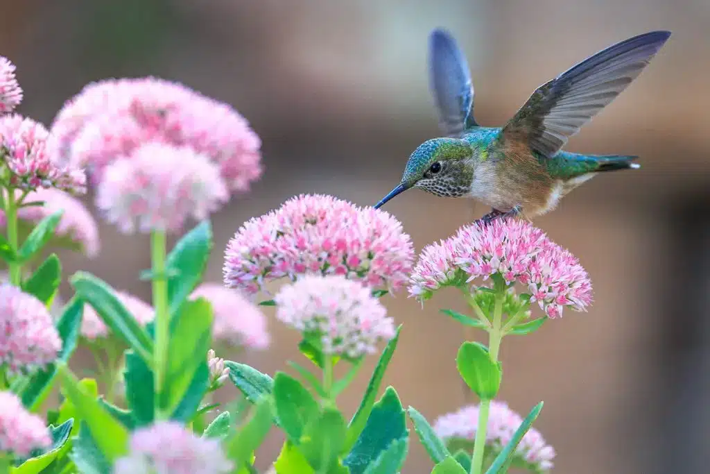 A vibrant hummingbird feeding on delicate pink flowers in nature.