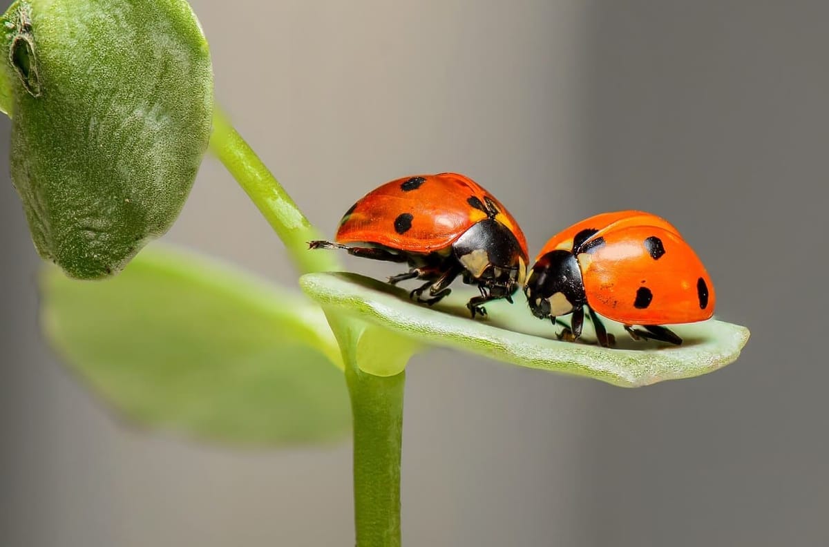Ladybugs clustered together representing tightly coupled systems