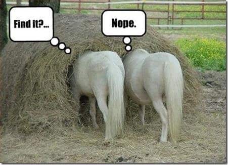 Two horses in a haystack. Looking through code requires best technical practices
