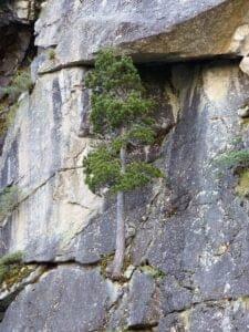 This image is of a pine tree growing off the side of a cliff. It symbolizes organizational resilience.