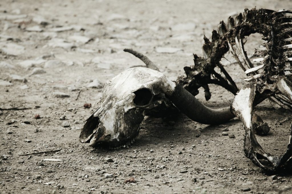 decomposition of an animal