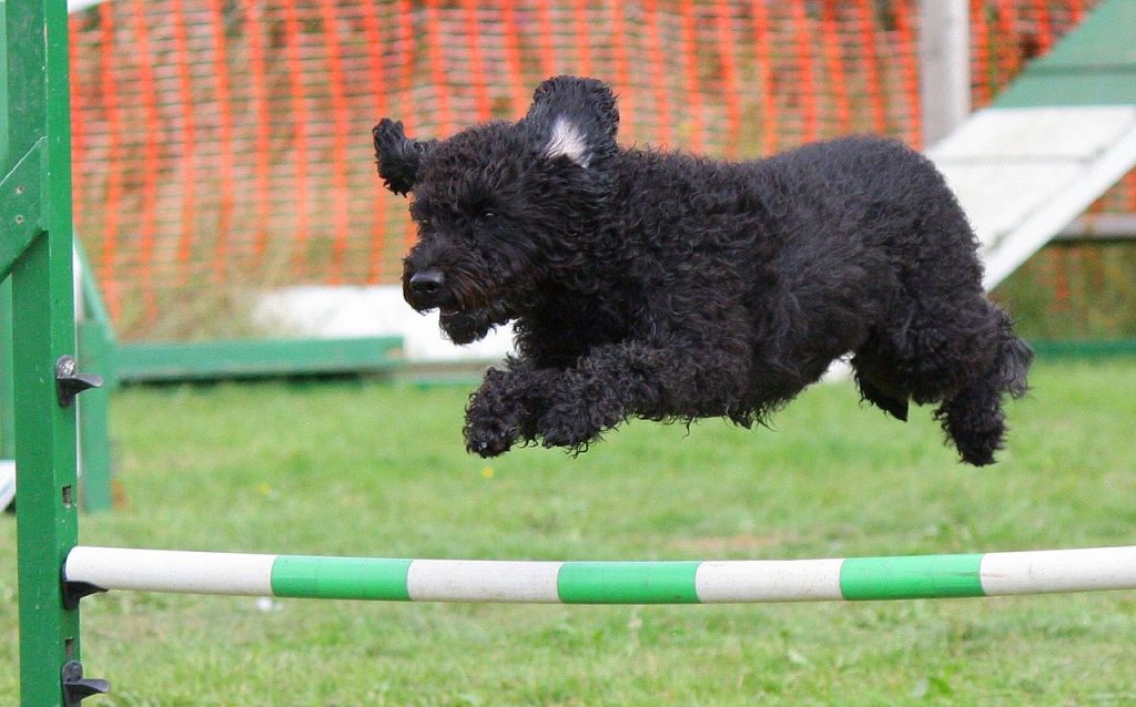 Dog jumping over hurdle - behavior driven development