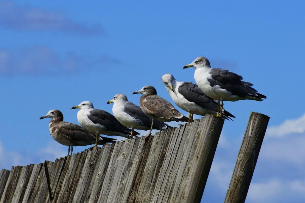 Line of Seagulls - need leadership alignment