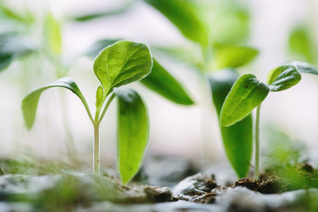 An image of growing plants to symbolize growing an adaptive, resilient organization.